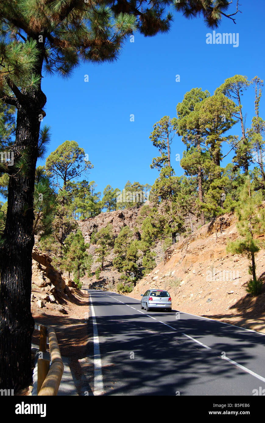 Mountain road through Canarian pine forests on route to Mt.Teide, Tenerife, Canary Islands, Spain Stock Photo