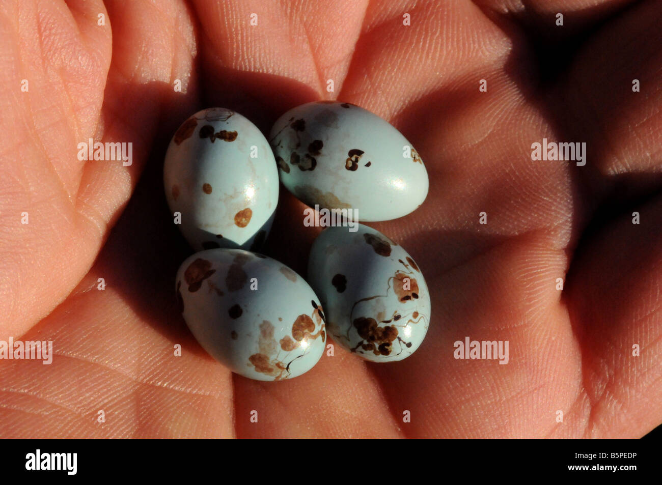 Eggs of the Karoo Prinia, Prinia maculosa Stock Photo