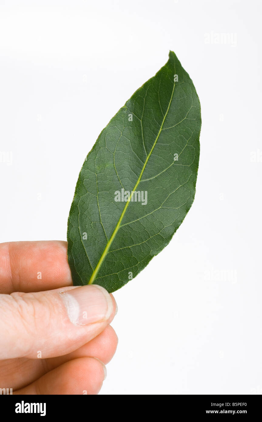 A bay leaf, used as seasoning in stews and casseroles Stock Photo