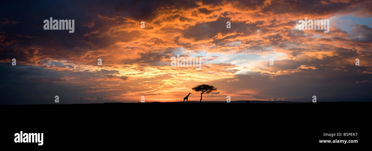 Masai mara safari sunset hi-res stock photography and images - Alamy