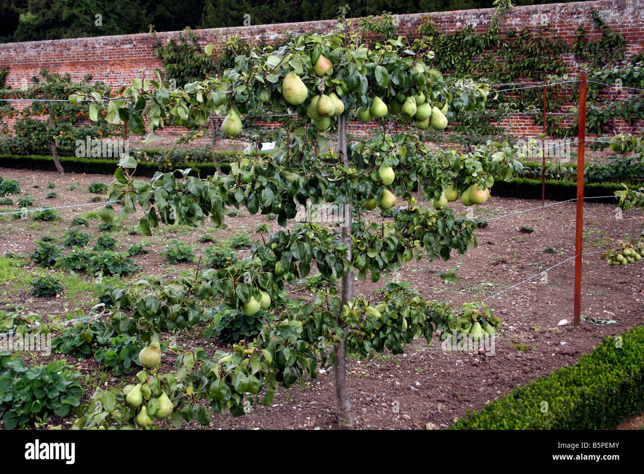 OLD ENGLISH PEAR BEURRE SIX GROWING ON AN ESPALIER TREE Stock Photo Alamy