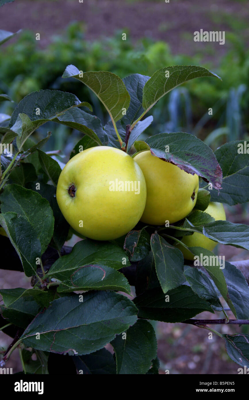 OLD ENGLISH COOKING APPLE GOLDEN NOBLE Stock Photo