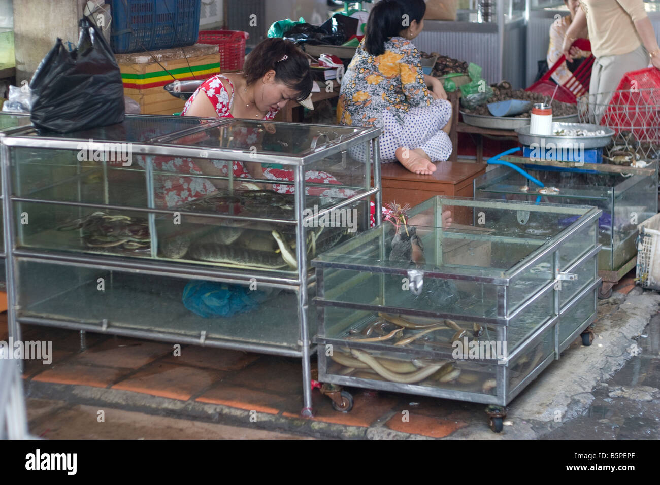 Snake Market in Phung Hiep, Mekong Delta, Vietnam Stock Photo Alamy