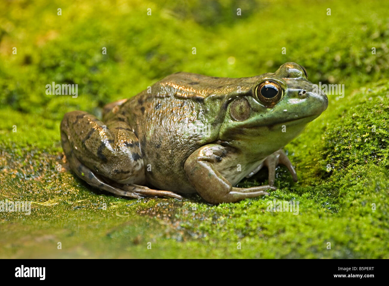 Green Frog Stock Photo