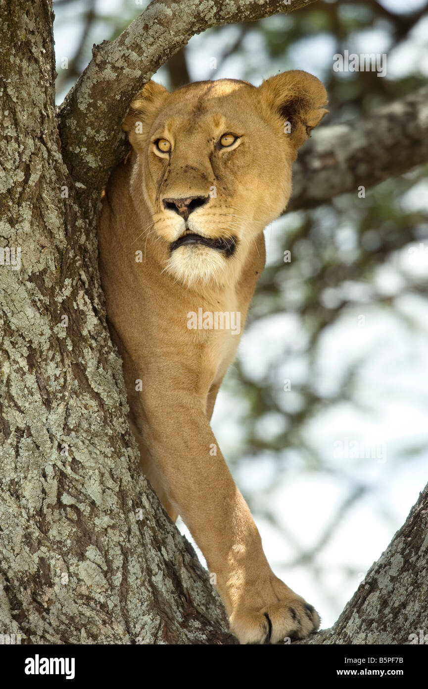 Lioness in a tree Stock Photo