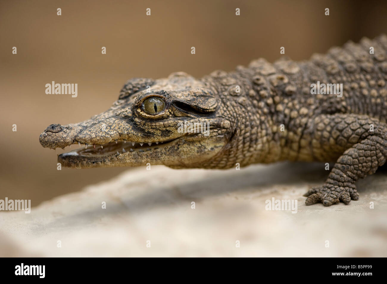 Caiman hi-res stock photography and images - Alamy