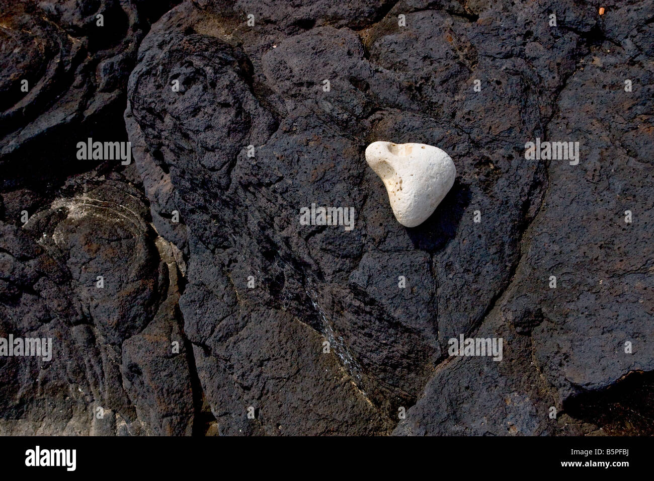 White rock found on black lava rock on Kauai Stock Photo