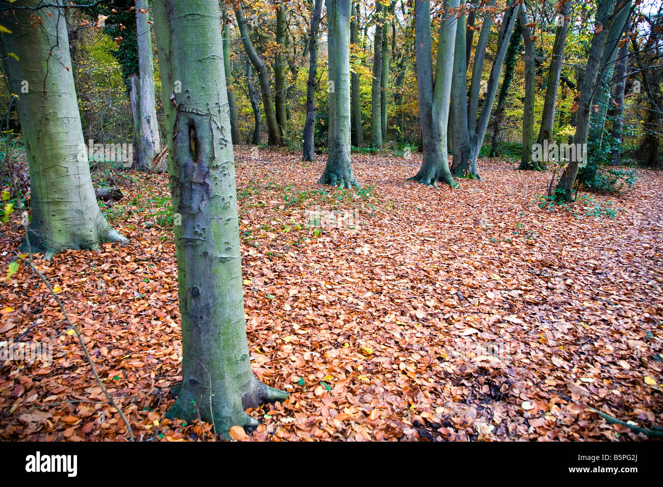 Carpet Of Golden Leaves High Resolution Stock Photography and Images ...