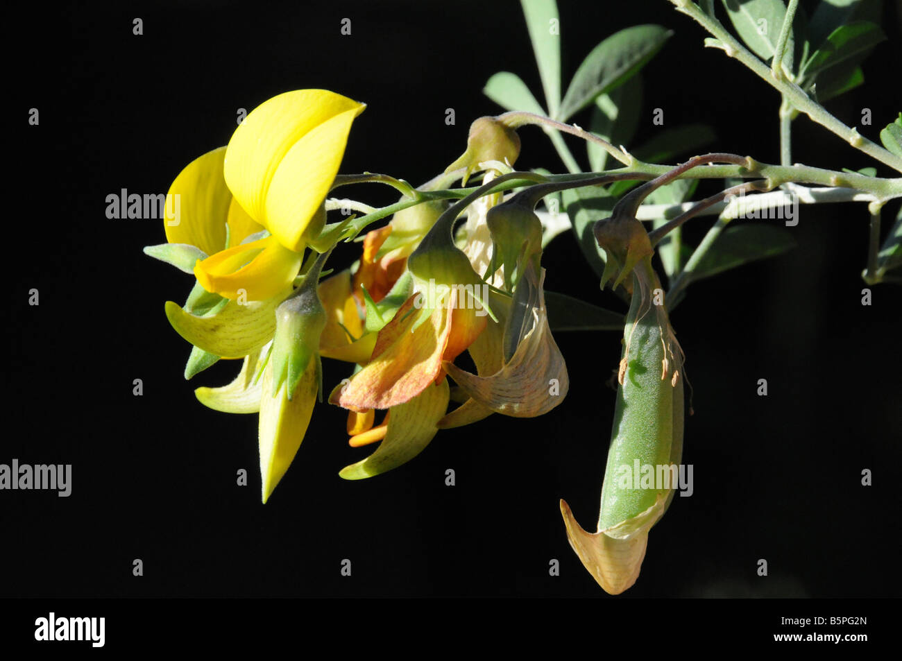 Crotolaria flowers, rattlepod Stock Photo