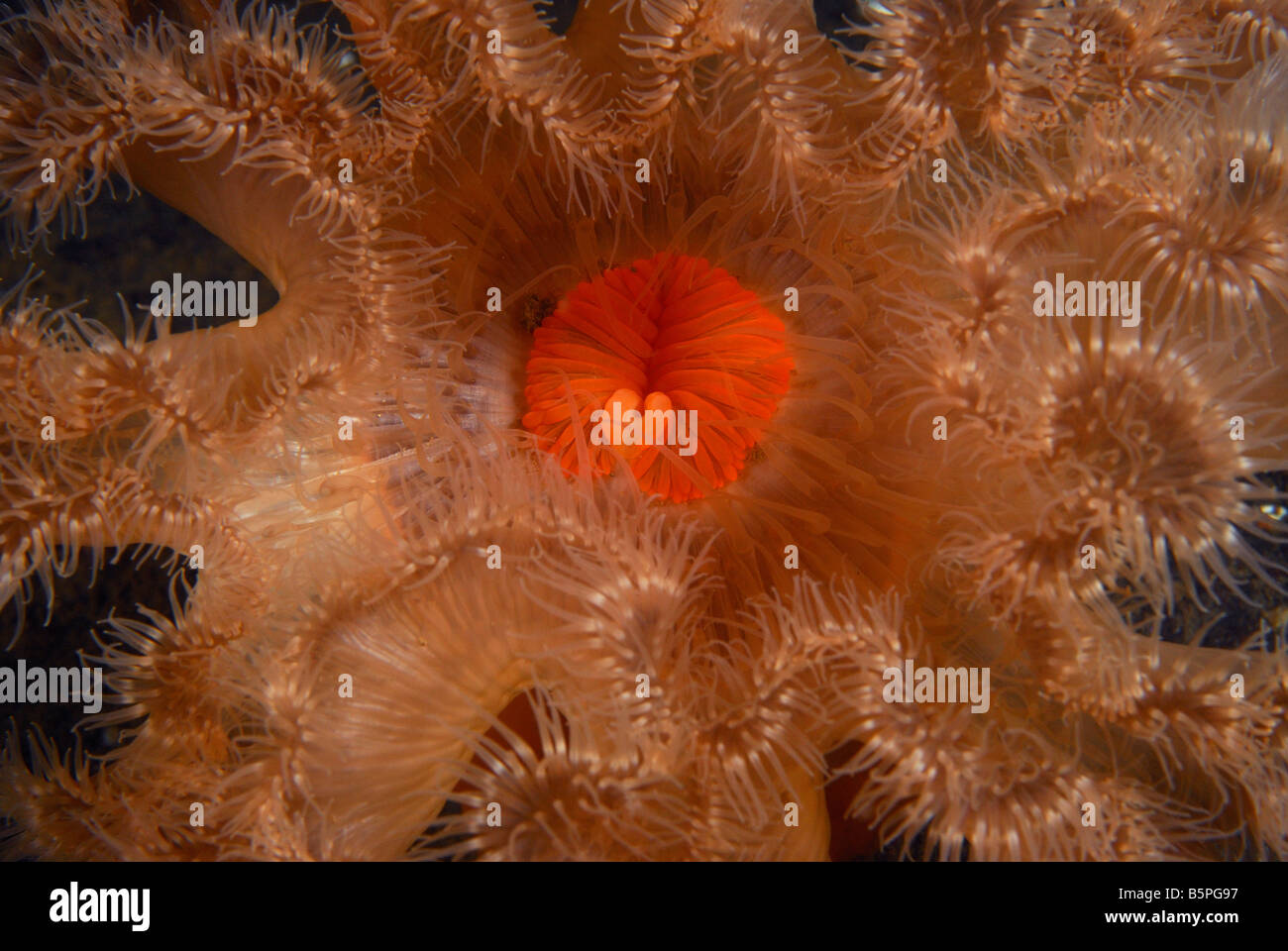 Close up detail of Plumose Anemone (Metridium senile). Stock Photo