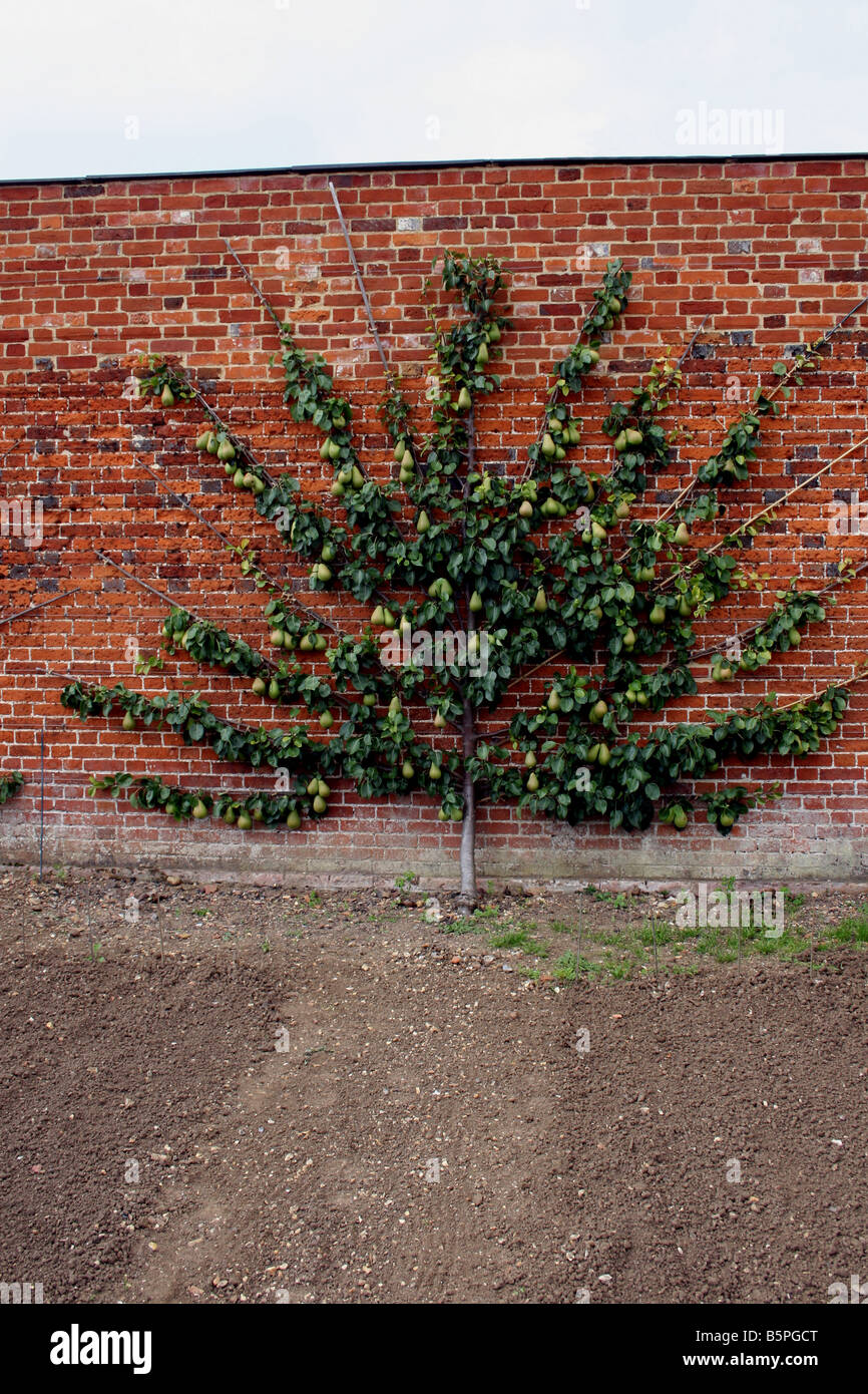 OLD ENGLISH PEAR VICAR OF WINKFIELD GROWING ON AN ESPALIER TREE AGAINST A BRICK WALL. Stock Photo