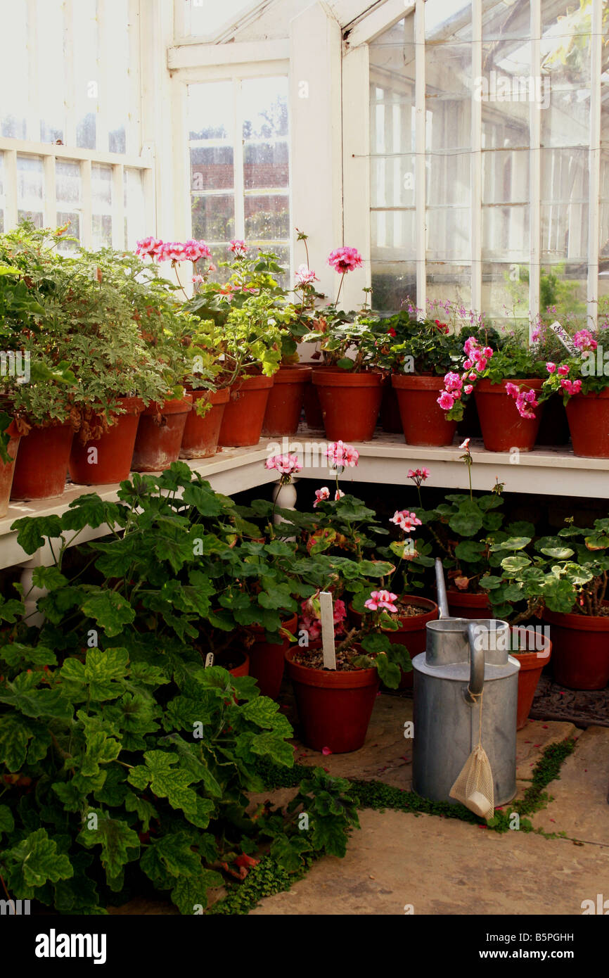 A GREENHOUSE INTERIOR IN AUTUMN Stock Photo - Alamy