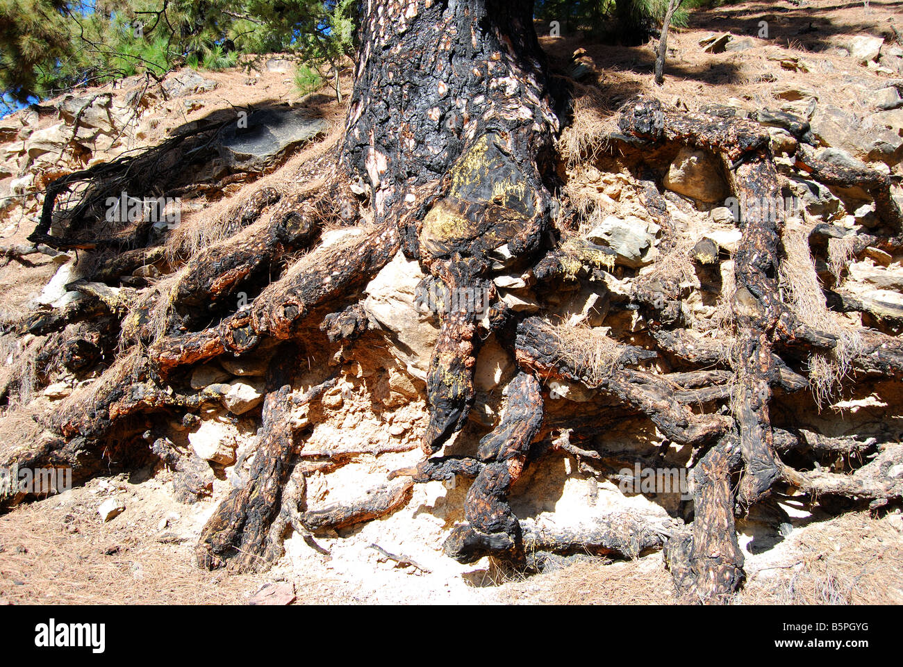 Exposed Canarian Pine tree root, Parque Nacional Del Teide, Tenerife, Canary Islands, Spain Stock Photo