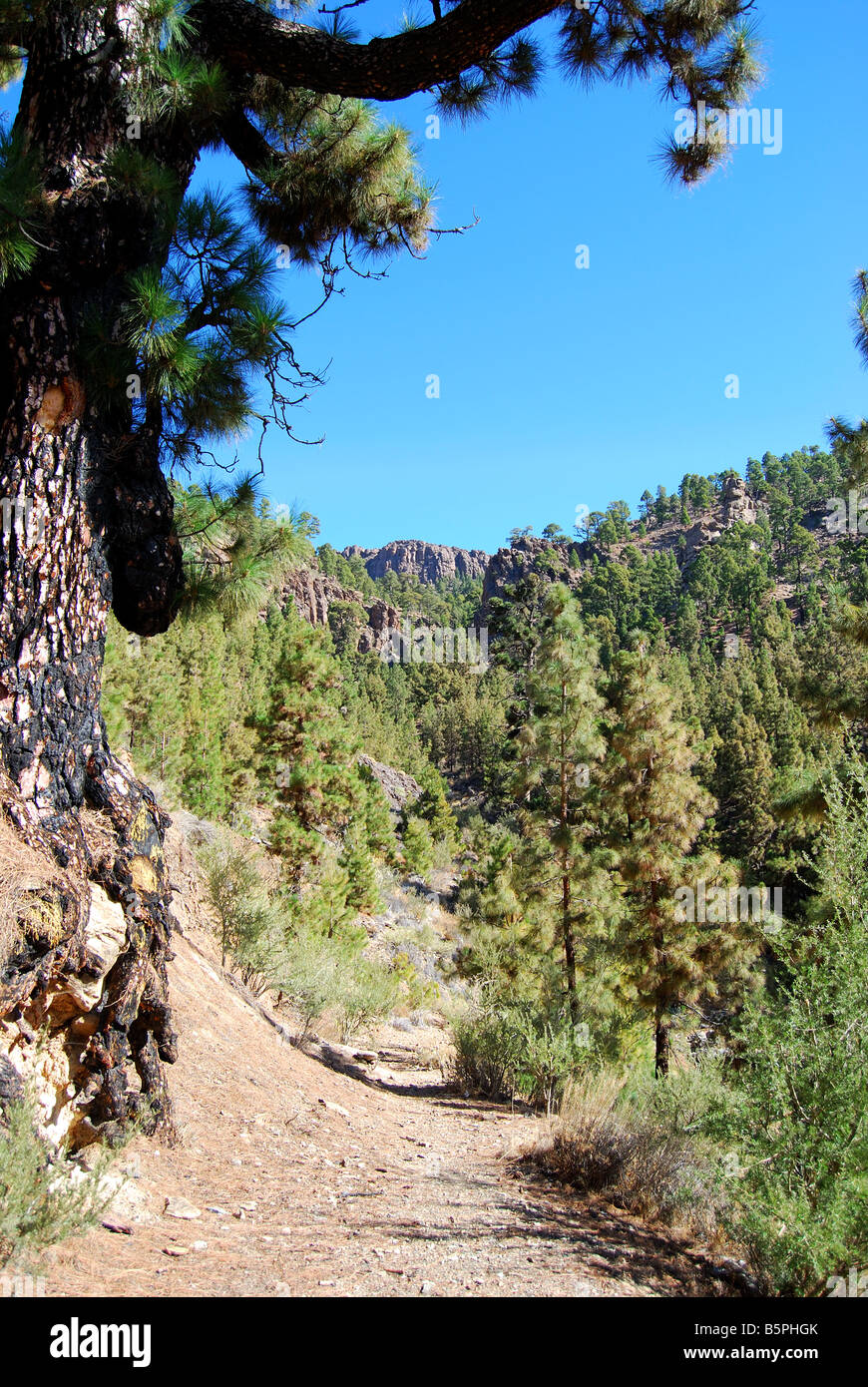 Walking track through Canarian pine forests,  Mt.Teide, Tenerife, Canary Islands, Spain Stock Photo