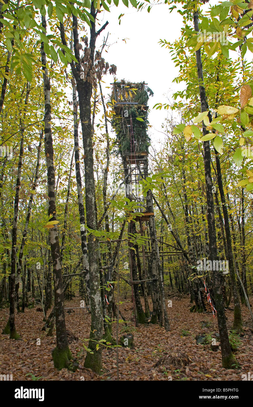 Avoir Images Pigeon Ramier Stock Photos Pigeon Ramier Stock Images Alamy actualisé salutations