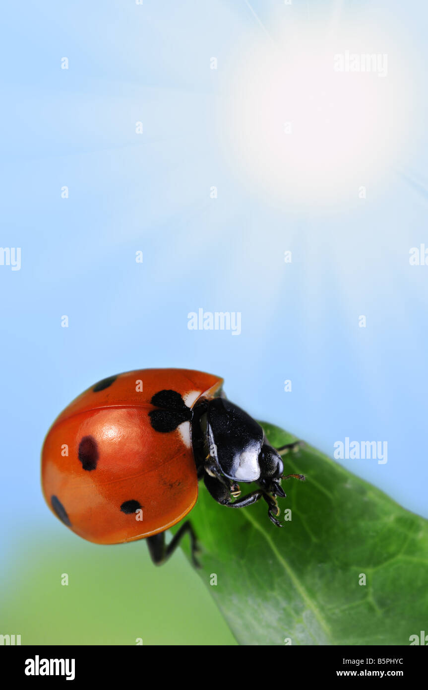 Red seven spot ladybird on a green leaf. Blue sky with shining sun in the background. Stock Photo