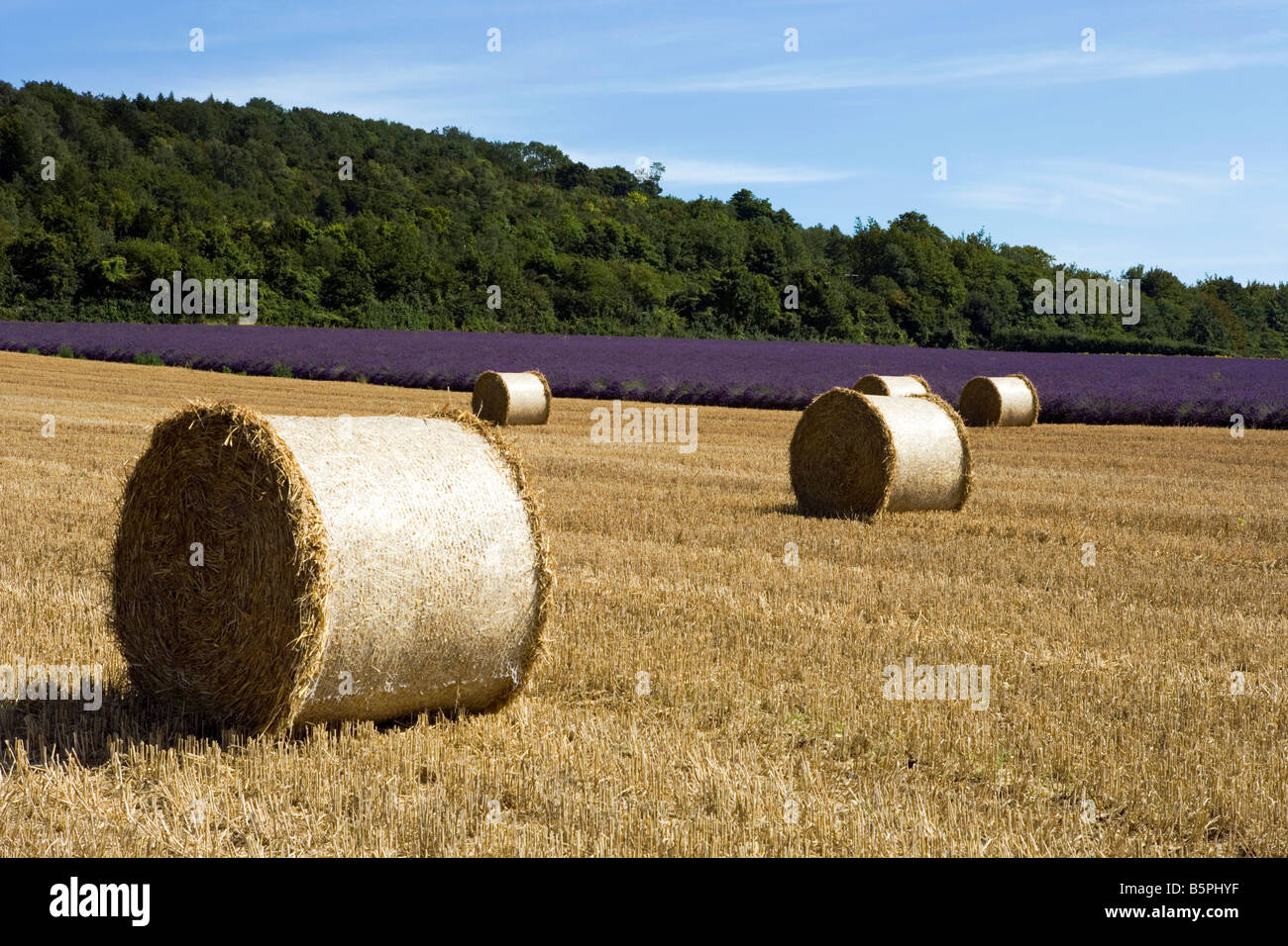 Straw Bales and lavender field at the Castle Farm, Shoreham, Kent
