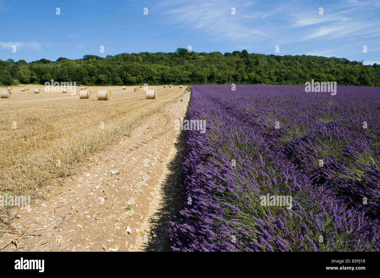 Lavender Field with Straw Bales at the Castle Farm, Shoreham, Kent, United Kingdom Stock Photo