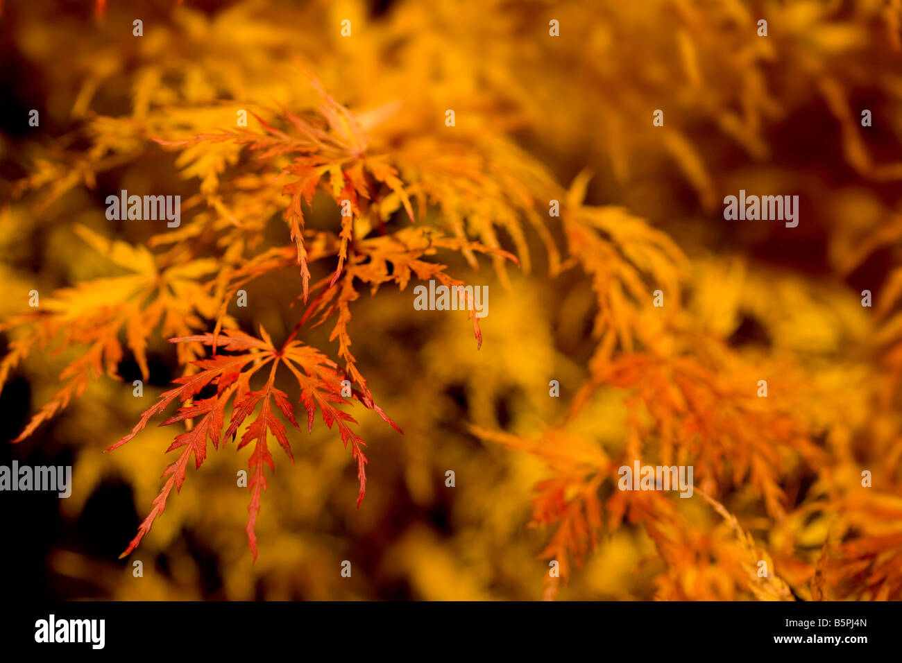 Acer Palmatum Autumn Hi-res Stock Photography And Images - Alamy