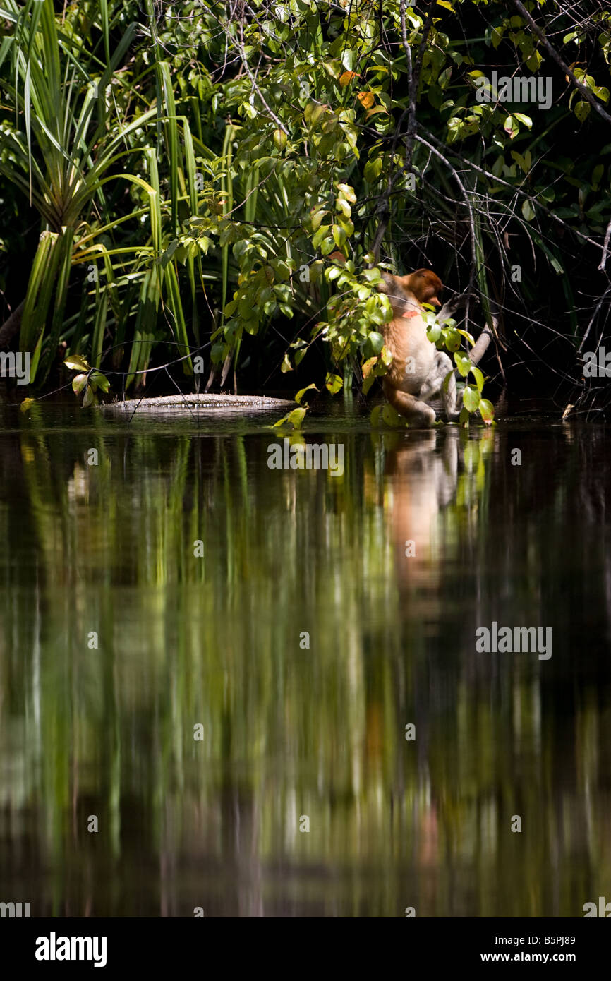 Adult proboscis monkey getting into the Sekonyer River in Tanjung Puting NP Borneo (Image 3 of 5) Stock Photo