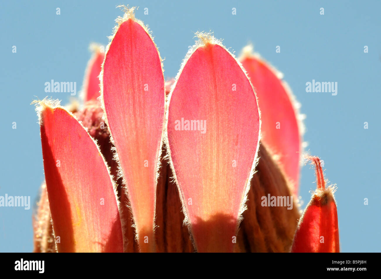 Protea eximia flower head close-up showing the outer red, hairy bracts Stock Photo