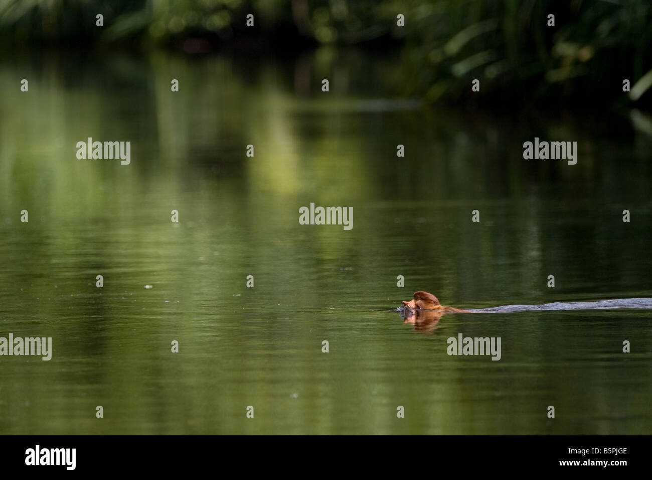 Adult proboscis monkey swimming in the Sekonyer River in Tanjung Puting NP Borneo (Image 2 of 2) Stock Photo