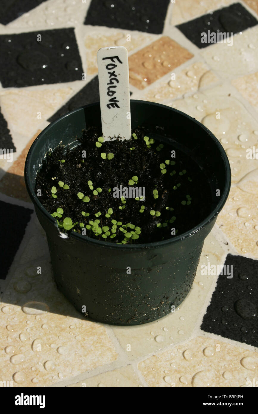Foxglove, Digitalis purpurea, seedlings in a pot with a label Stock