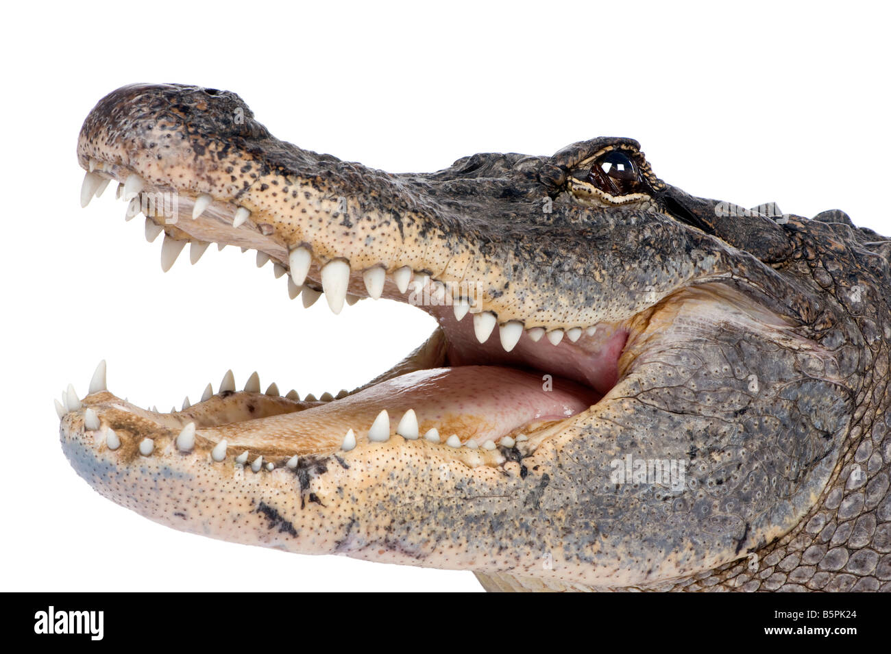 Crocodile High Resolution Stock Photography And Images Alamy Crocodile High Resolution Stock Photography And Images Alamy