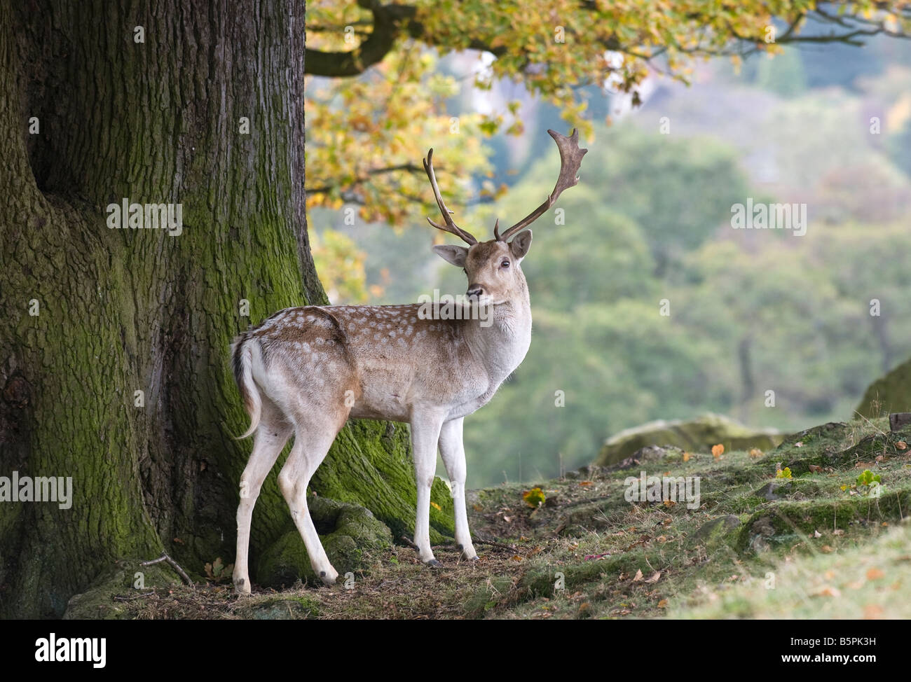 fallow deer in autumn landscape Stock Photo