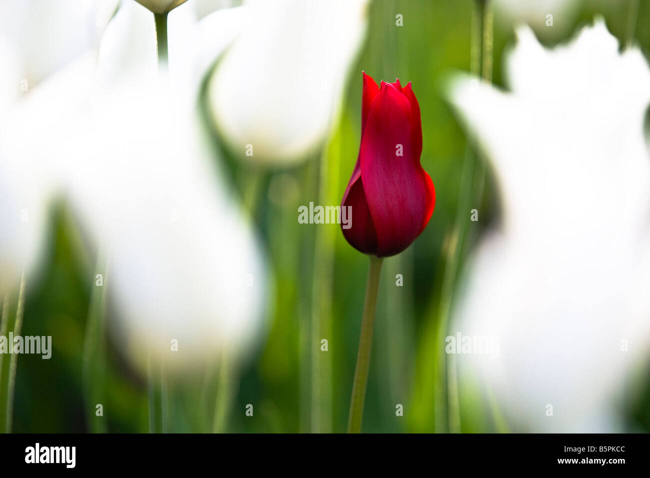 White red Tulip tulips bulb bulbs petal different color colour public