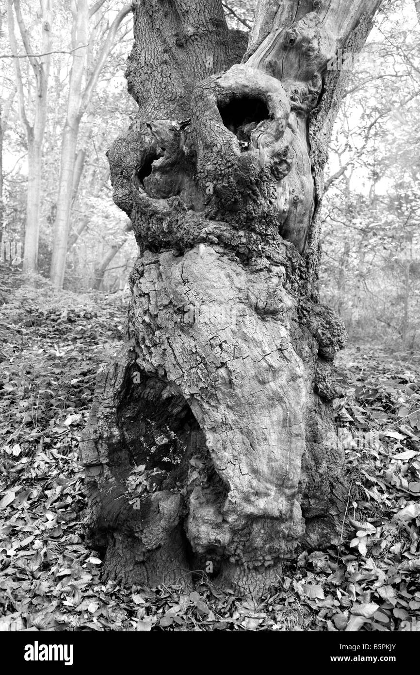A MONO IMAGE OF AN OLD LARGE TREE TRUNK WITH LOTS OF CHARACTER IN A WOOD IN AUTUMN Stock Photo