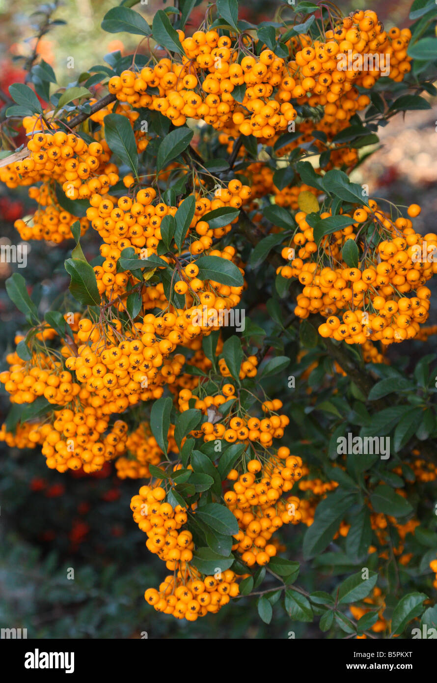 Firethorn yellow berries Pyracantha Stock Photo