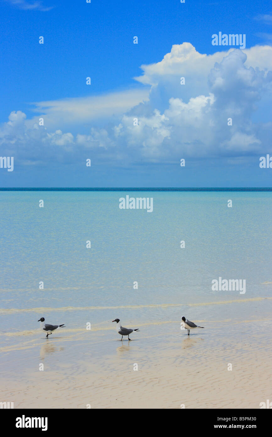 Three birds on a beach island of the Exuma Keys in the Bahamas Stock Photo
