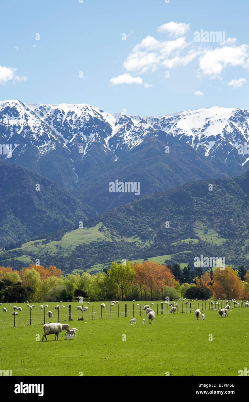 Sheep new zealand hires stock photography and images Alamy