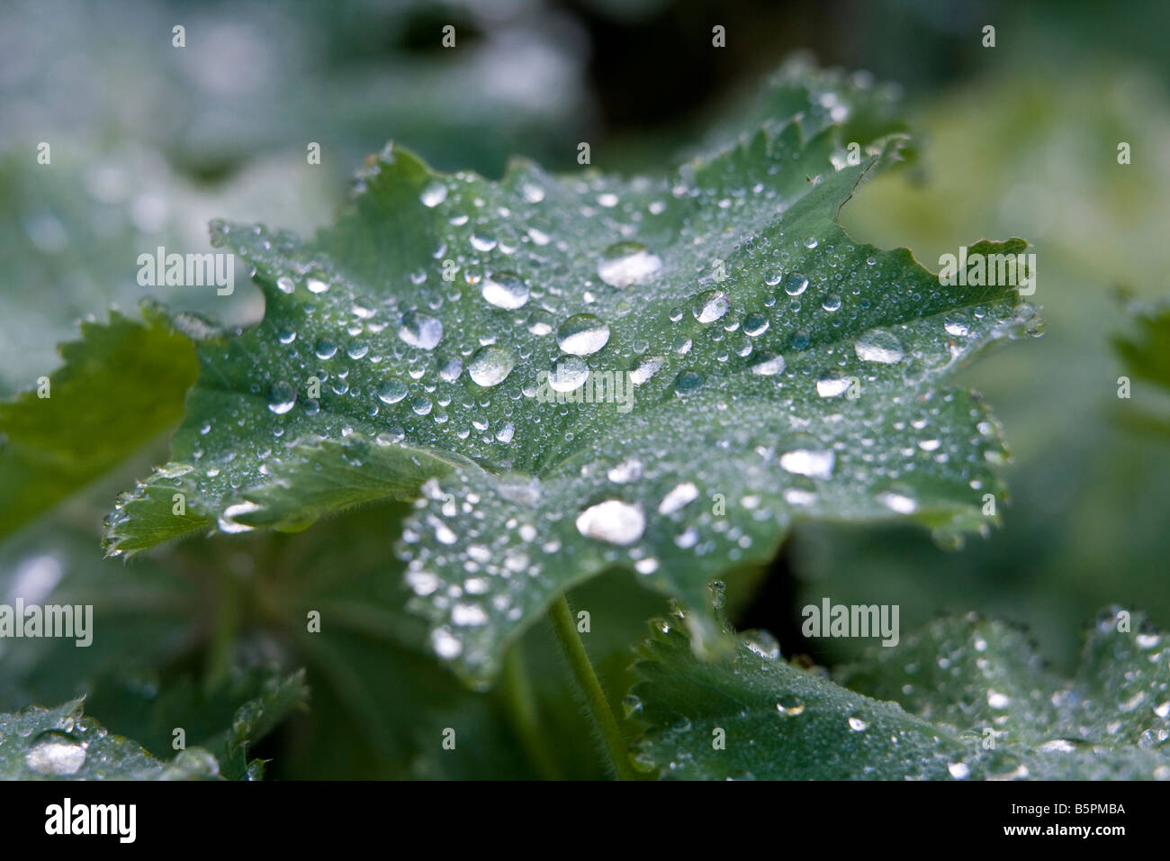 Alchemilla Mollis, Lady's mantle Stock Photo