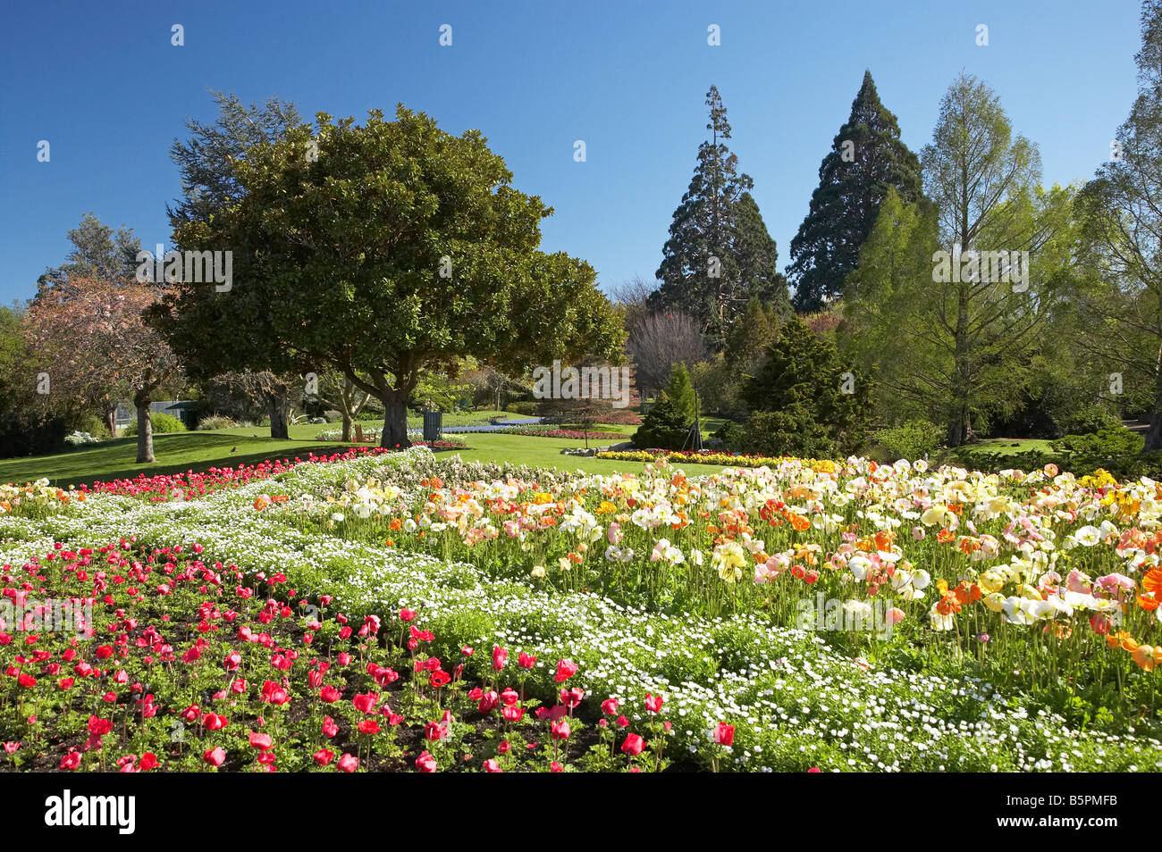 Spring Flowers Pollard Park Blenheim Marlborough South Island New
