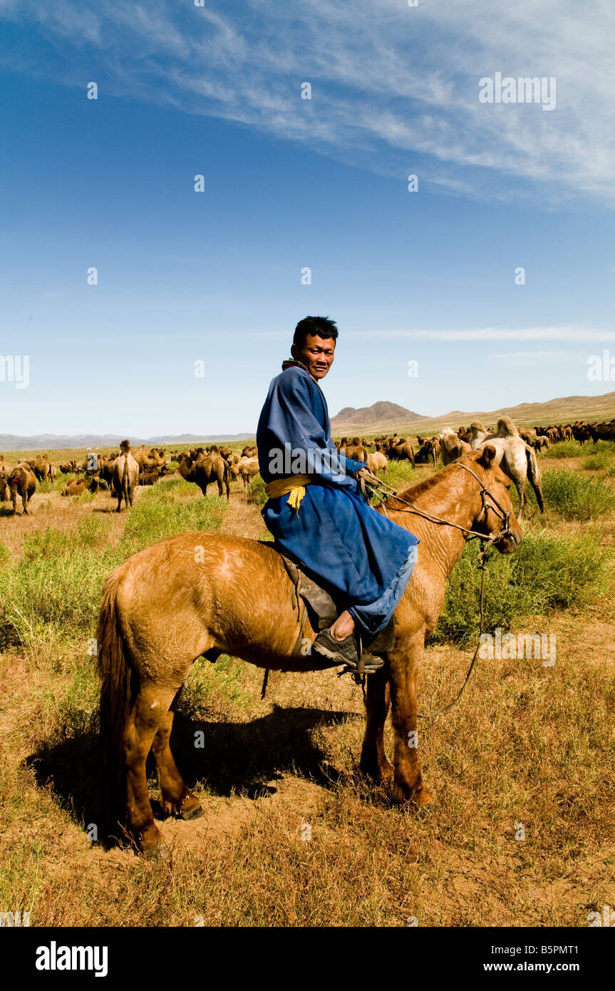 A Mongolian herdsman with his big heard of camels in the Mongolian ...