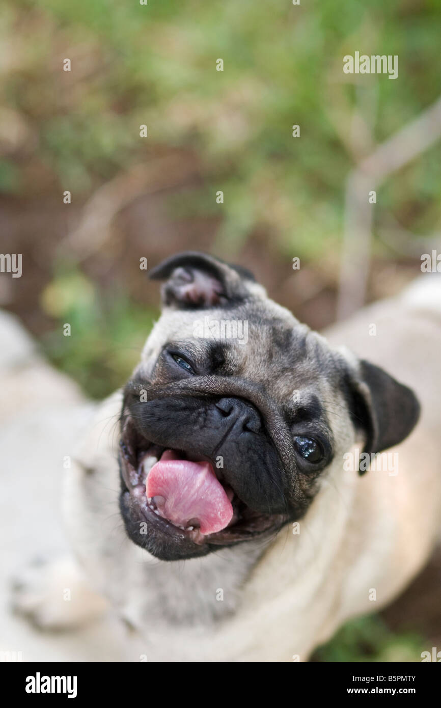 Pug breathing heavily Stock Photo Alamy