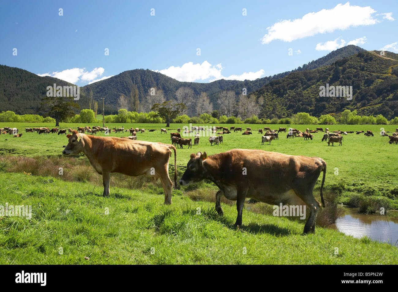 Dairy Cows and Farmland near Havelock Marlborough South Island New