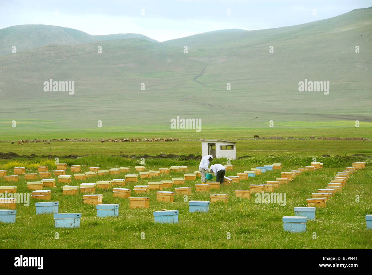Beekeepers tending to their hives in Turkey near Ardahnham Stock Photo