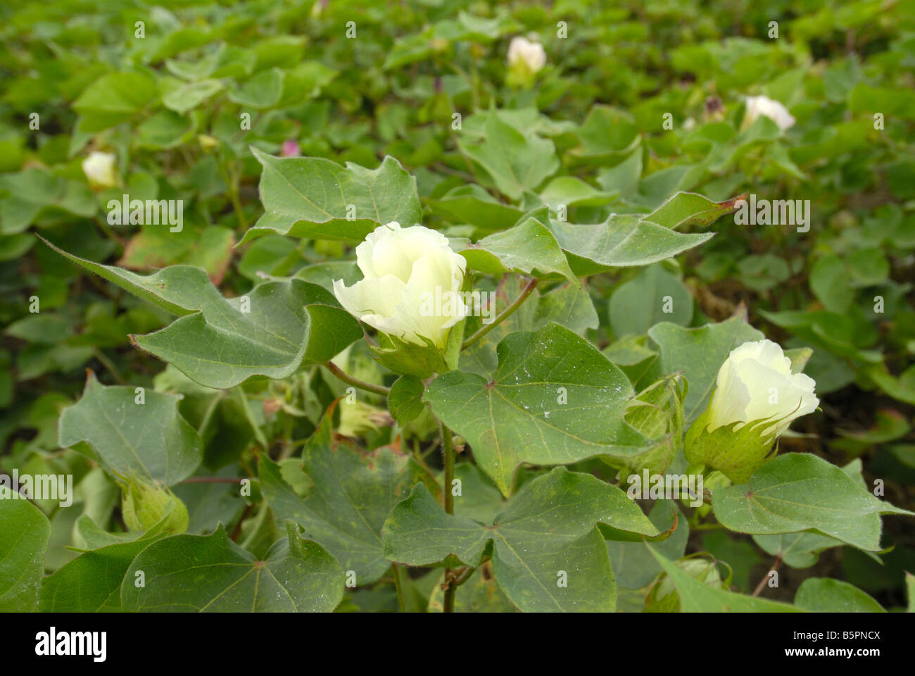 Cotton plantations hires stock photography and images Alamy