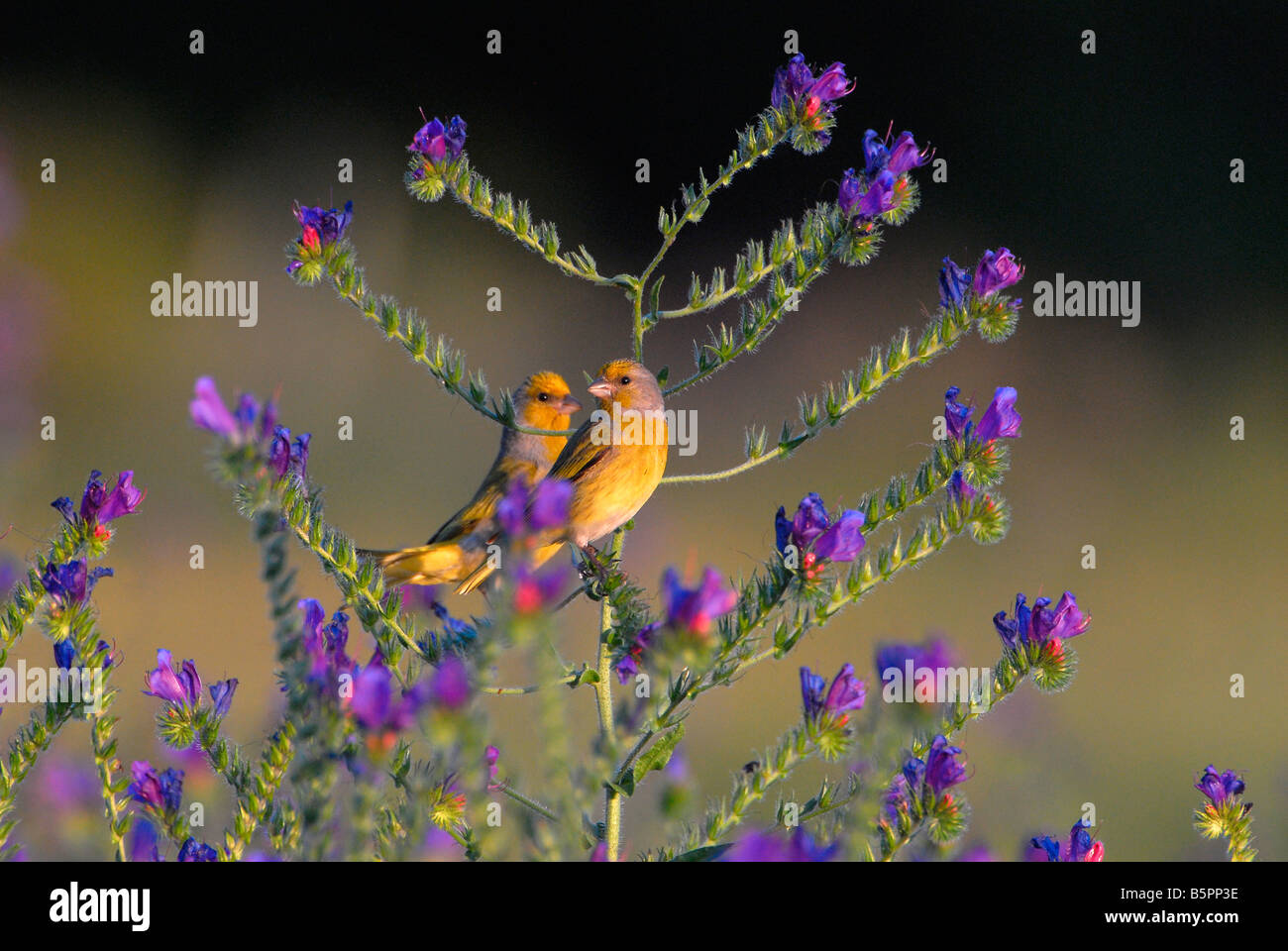 Male Cape canaries sitting in bright purple weeds, Cape Town, Western Cape, South Africa Stock Photo