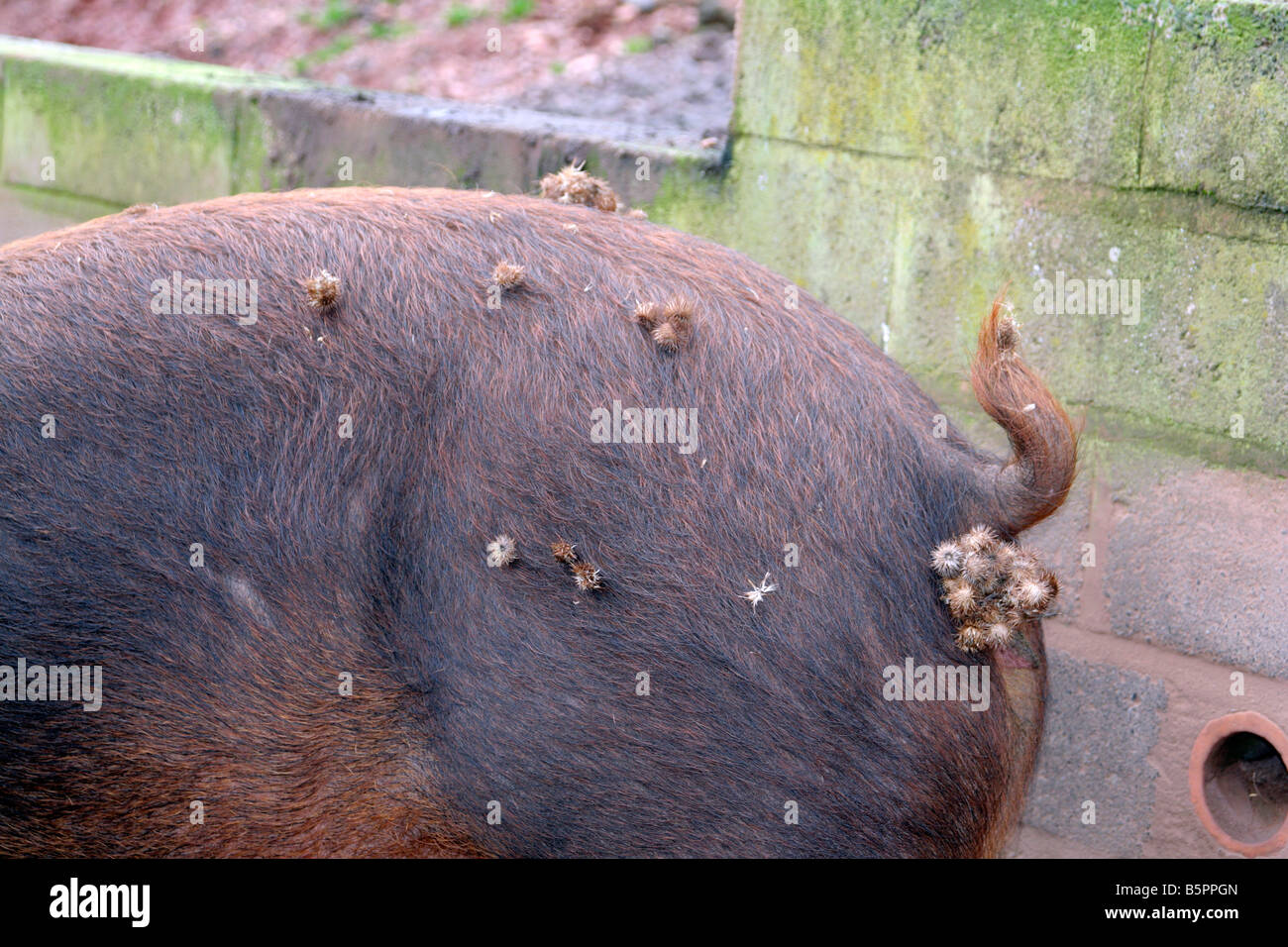 Animal dispersal hi-res stock photography and images - Alamy