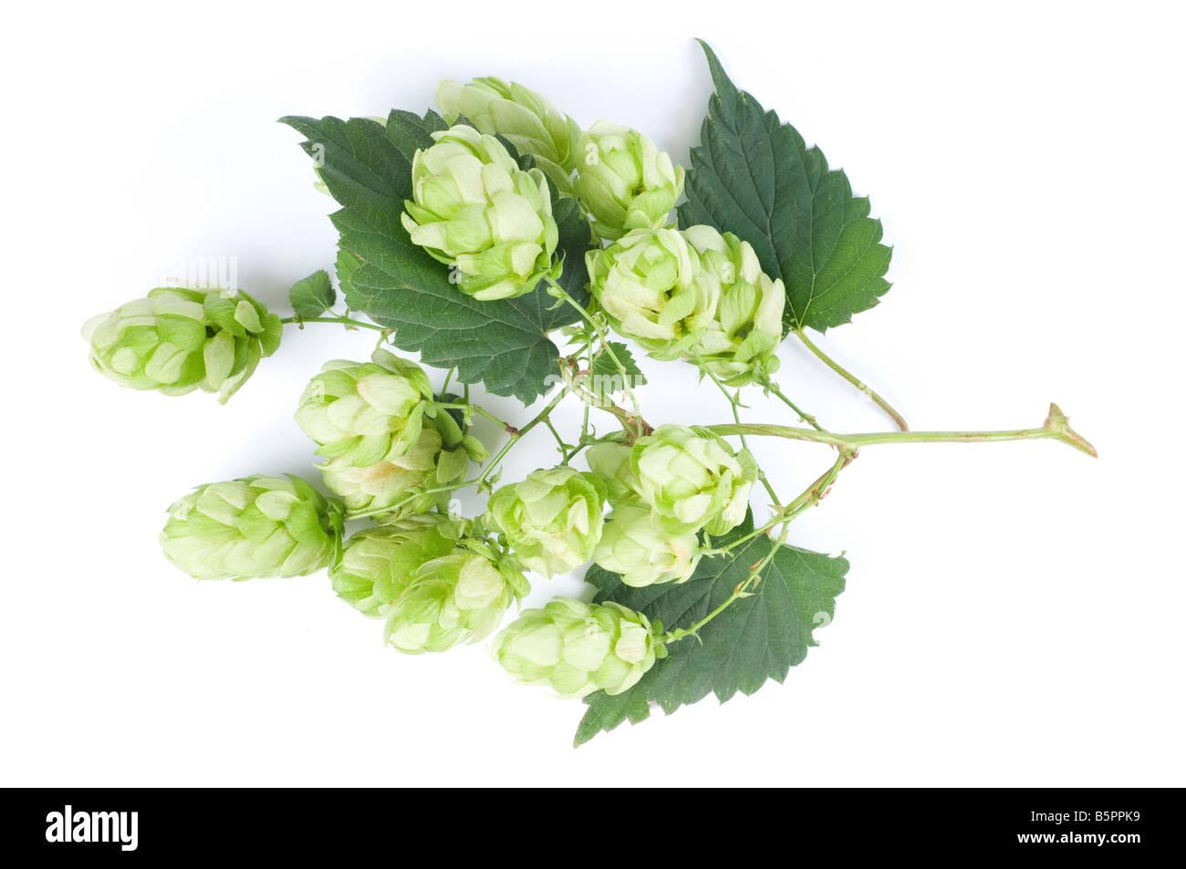 Fresh green hops - Humulus lupulus - on white background. Stock Photo