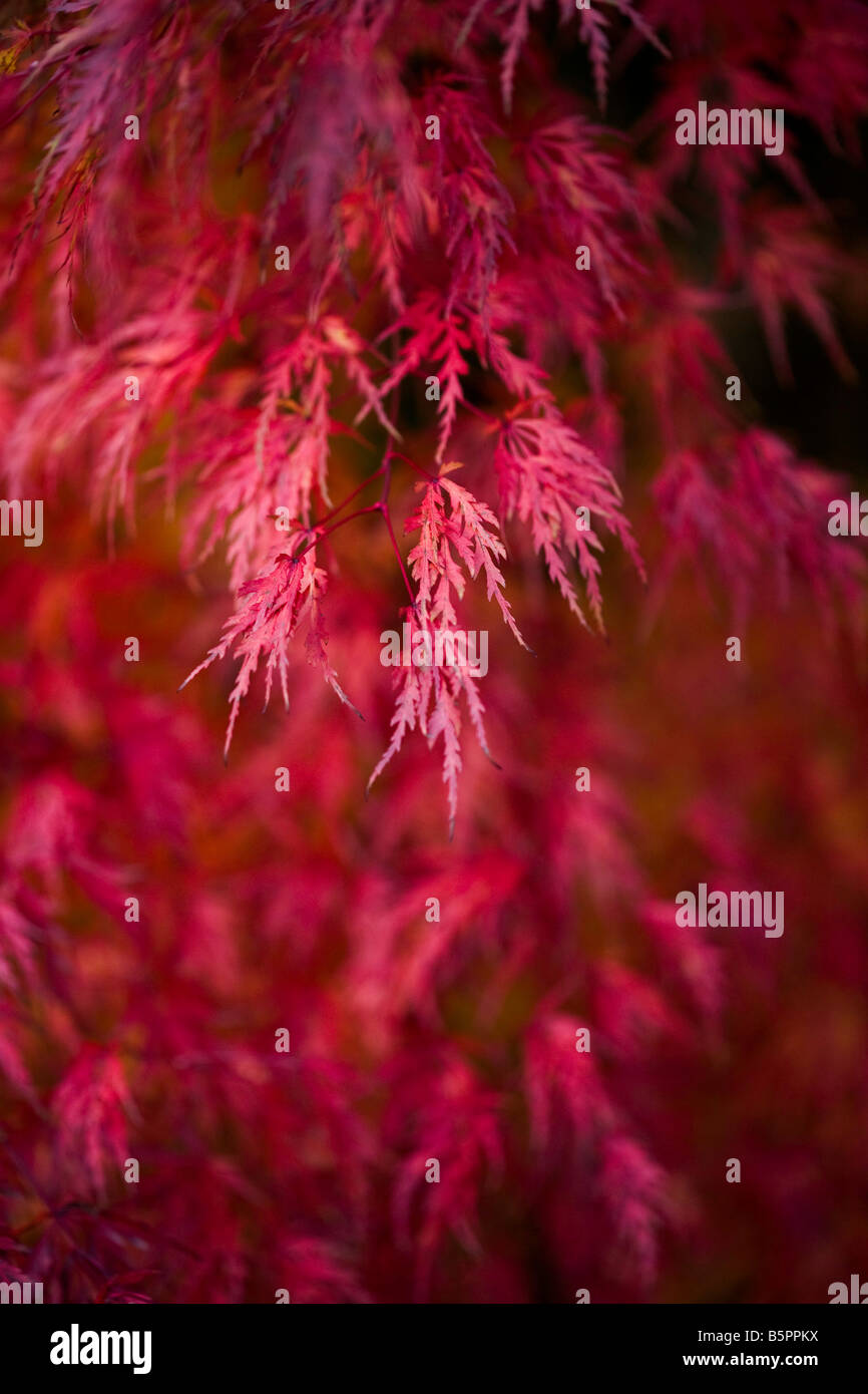 Acer Palmatum in Autumn Stock Photo