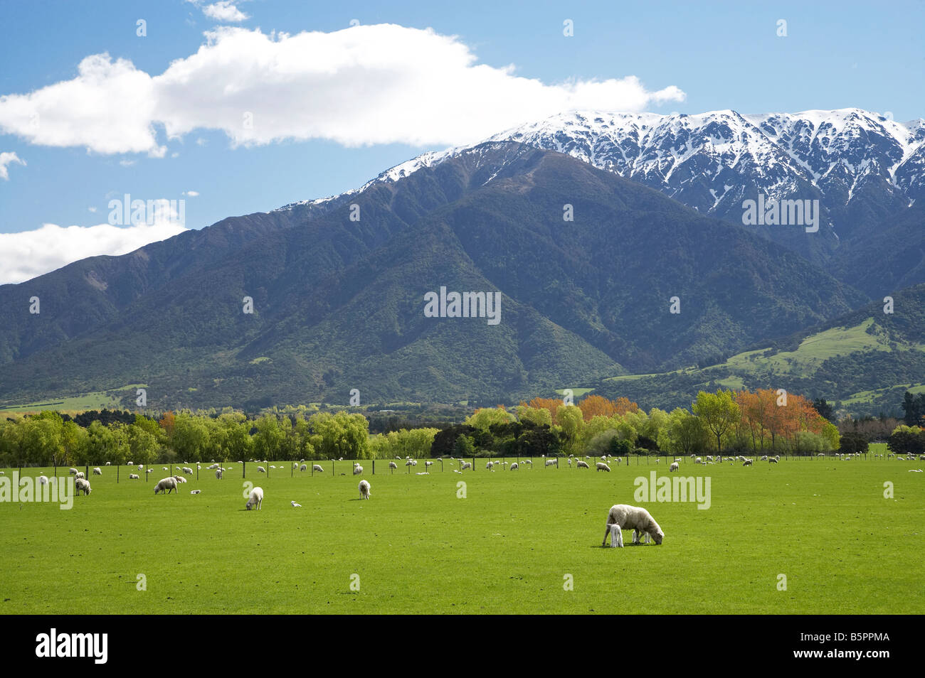 Spring Lambs Farmland and Seaward Kaikoura Ranges Marlborough South
