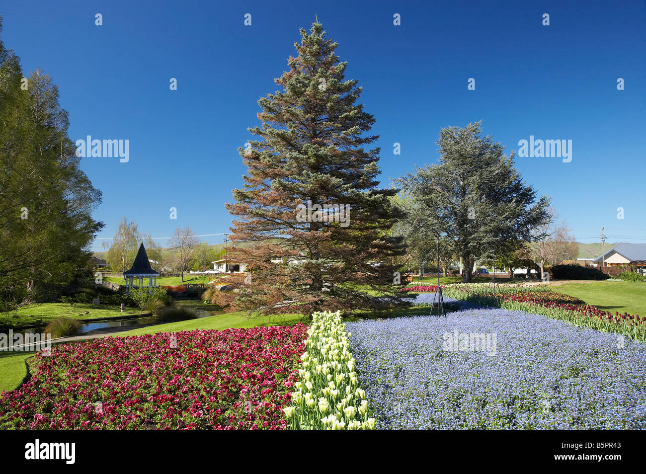 Spring Flowers Pollard Park Blenheim Marlborough South Island New
