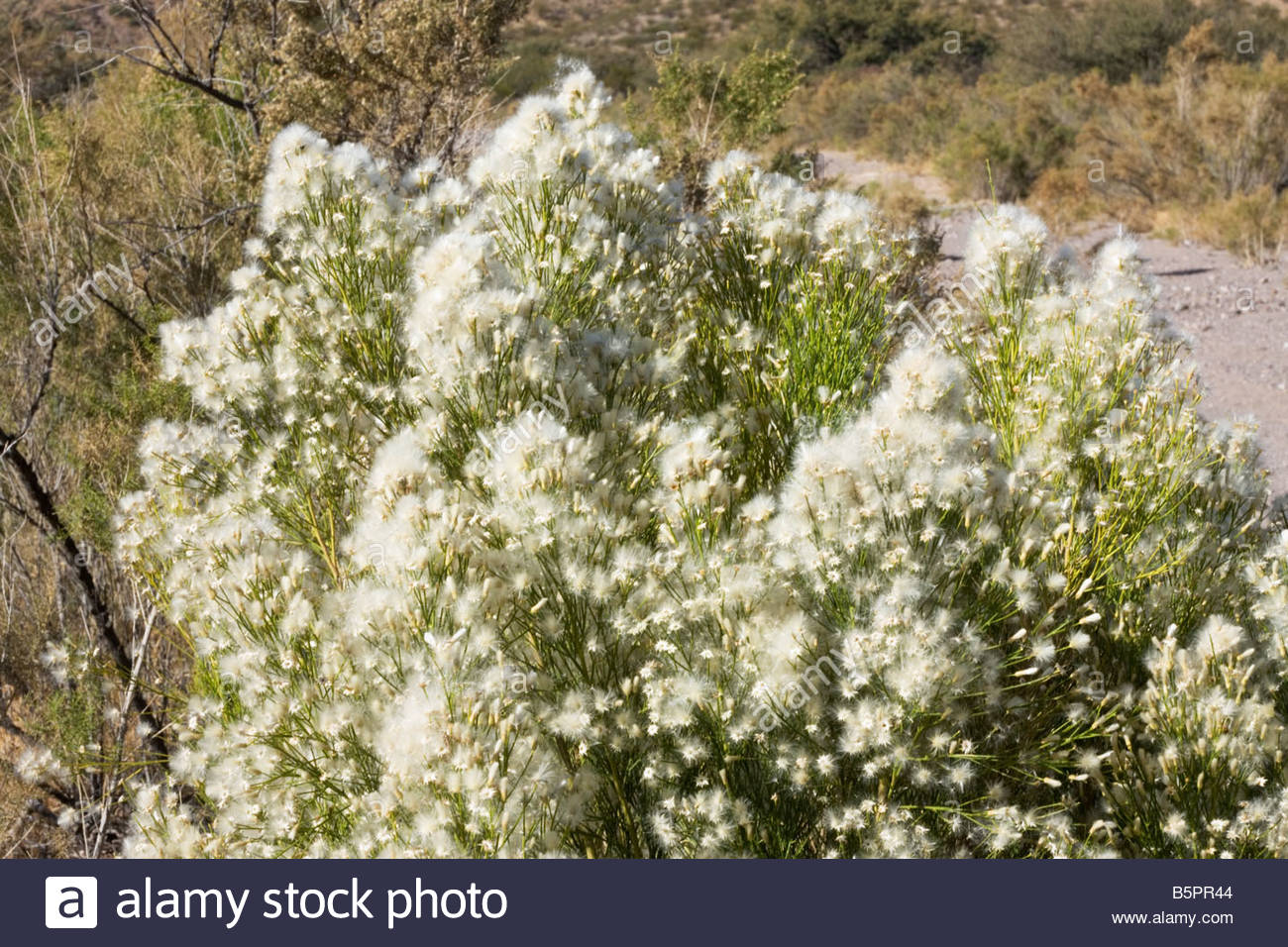 Desert Broom Baccharis sarothroides white fluffy seeds Stock Photo