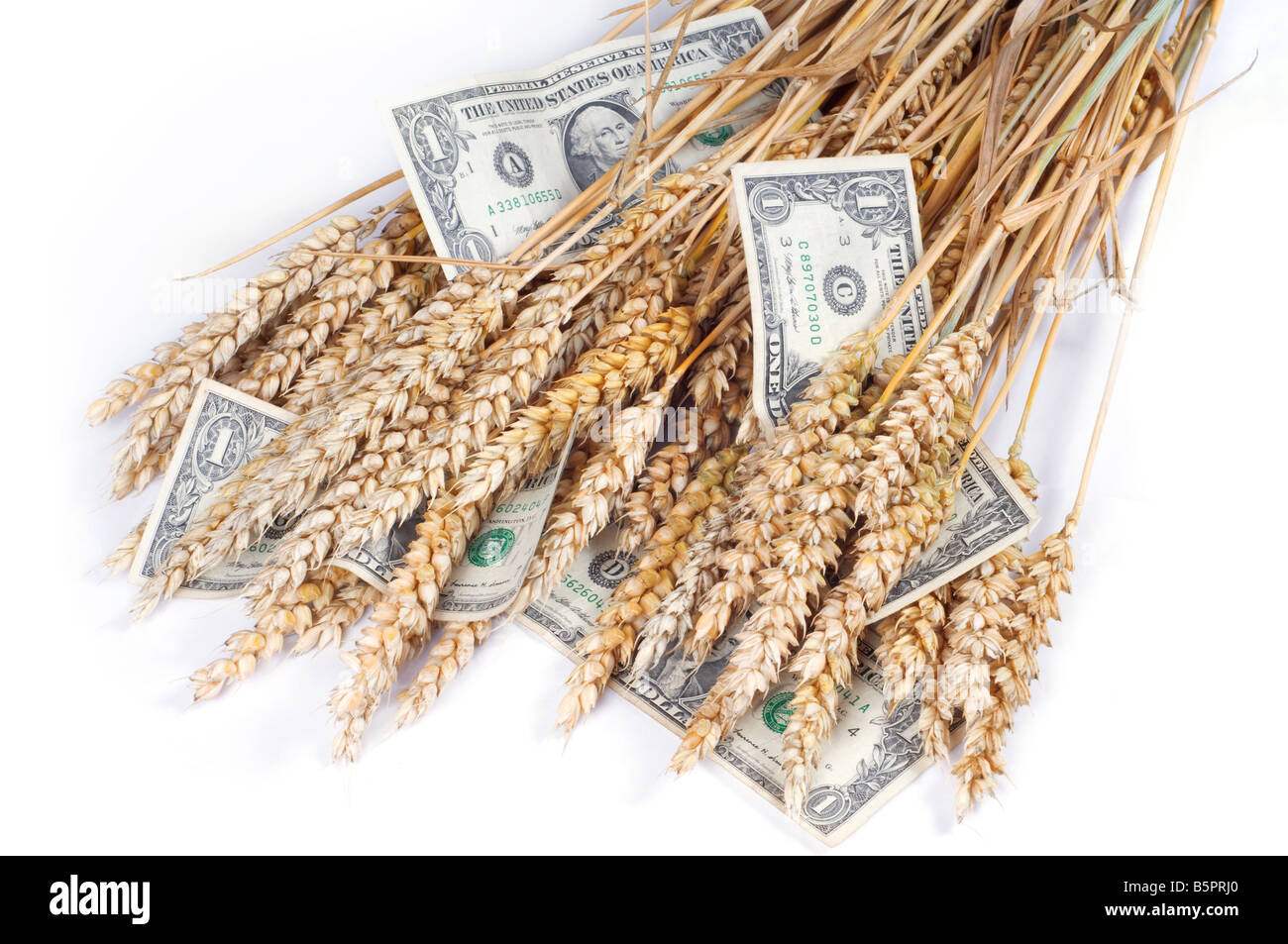 Rich crop - Ears of wheat with dollar banknotes on white background. Stock Photo