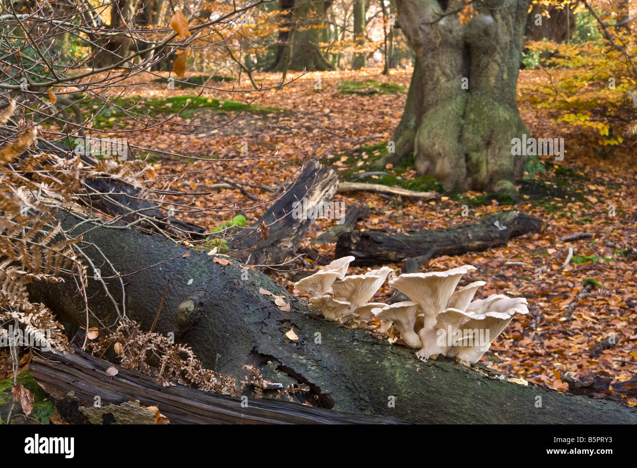Wild oyster mushrooms on a log, UK Stock Photo Alamy